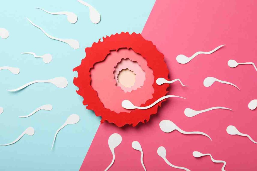 fertilité avant les règles