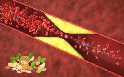 Combien de noix maximum par jour pour réduire le cholestérol ?