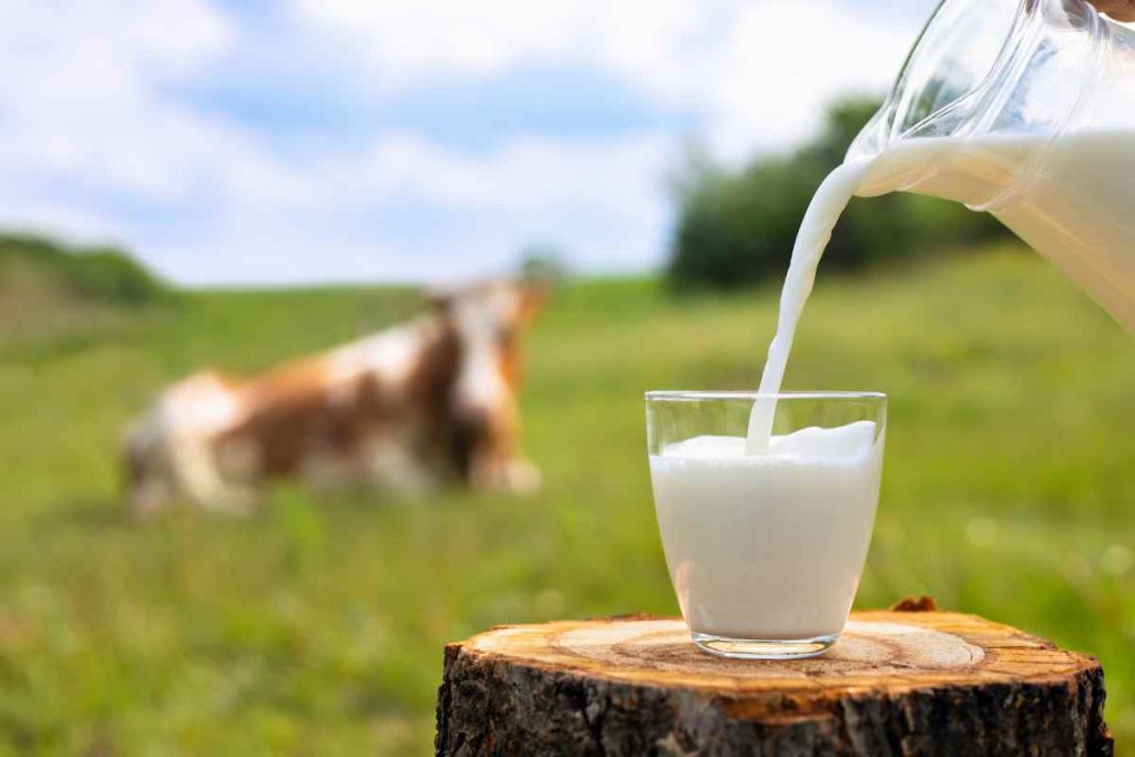 boisson pour faire baisser l'acide urique : lait